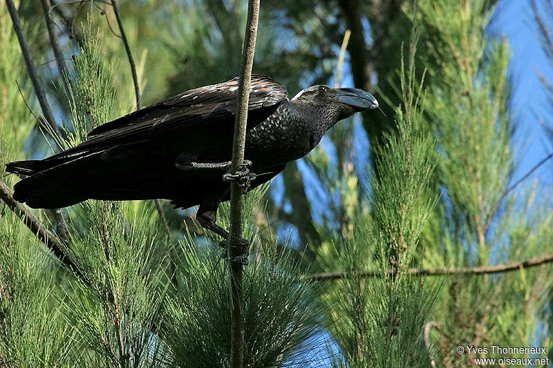 Corbeau corbivau