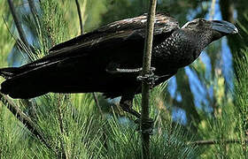 Thick-billed Raven