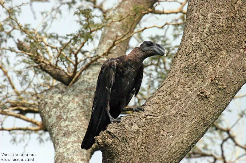 Corbeau corbivauadulte, habitat, pigmentation
