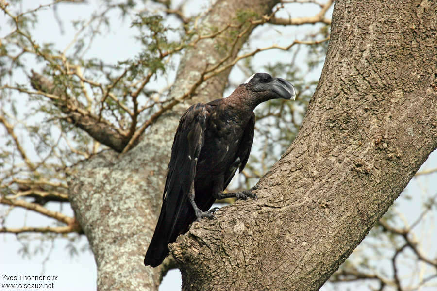 Thick-billed Ravenadult, habitat, pigmentation