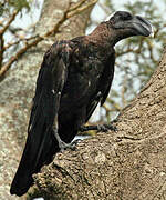 Thick-billed Raven