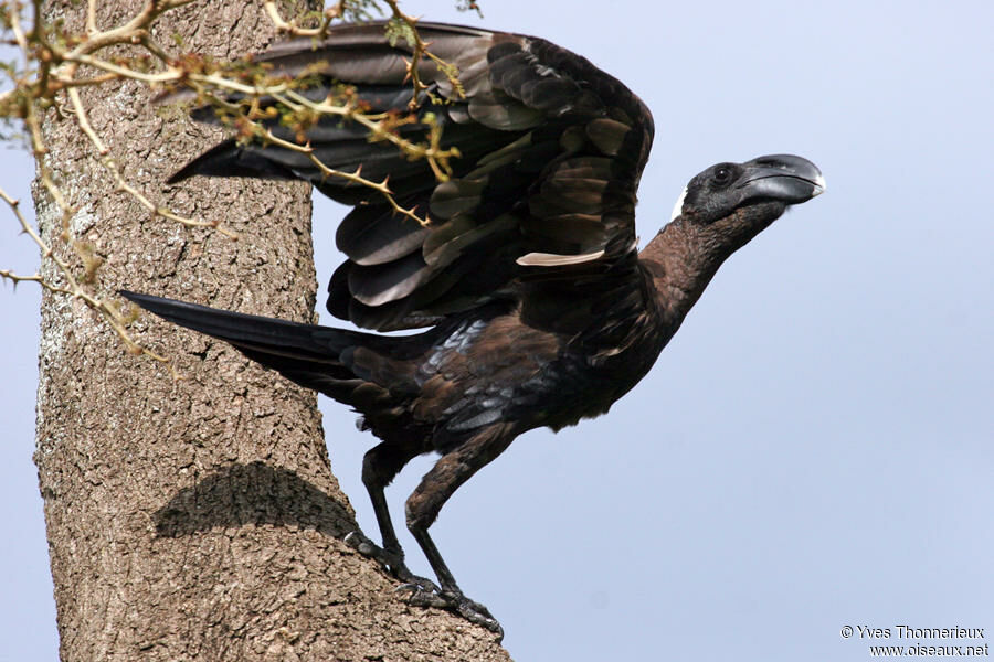 Thick-billed Raven