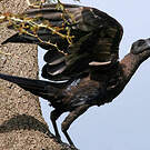 Corbeau corbivau