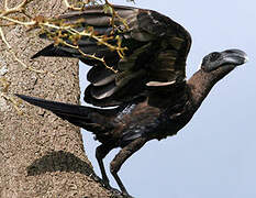 Thick-billed Raven