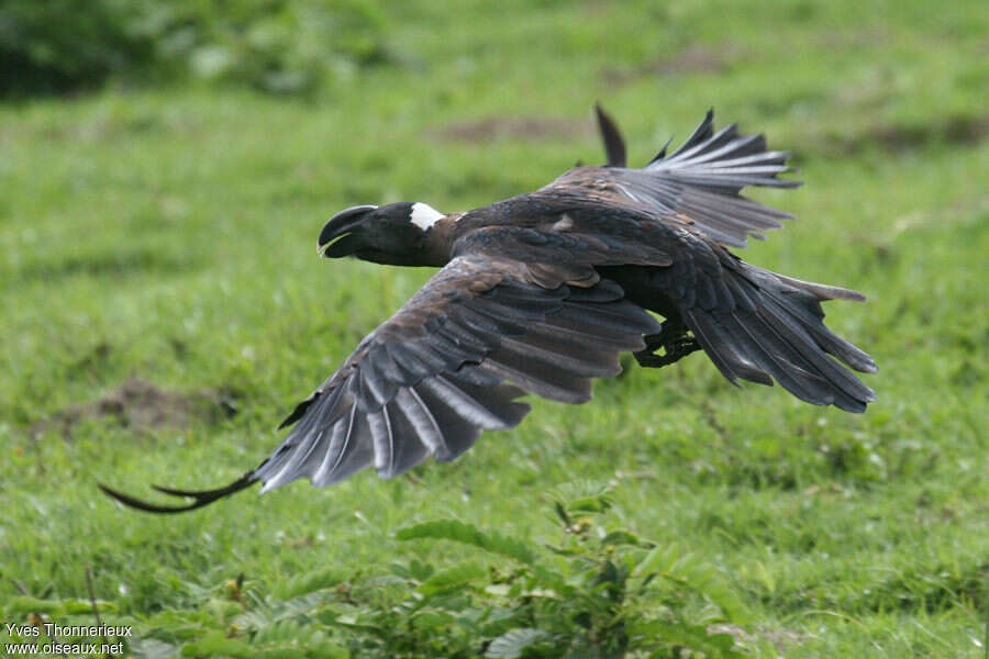 Corbeau corbivauadulte, Vol