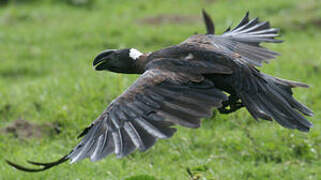 Thick-billed Raven