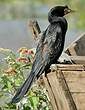 Cormoran africain