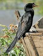 Reed Cormorant