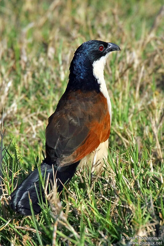 Blue-headed Coucal