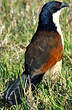 Coucal à nuque bleue