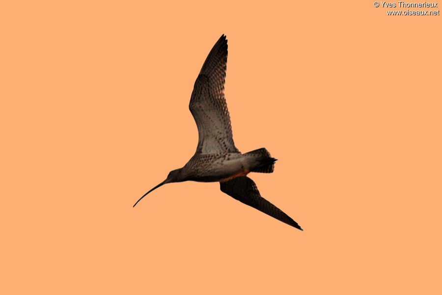 Eurasian Curlew