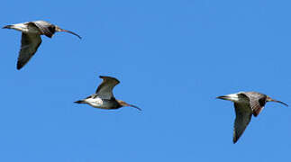 Eurasian Curlew