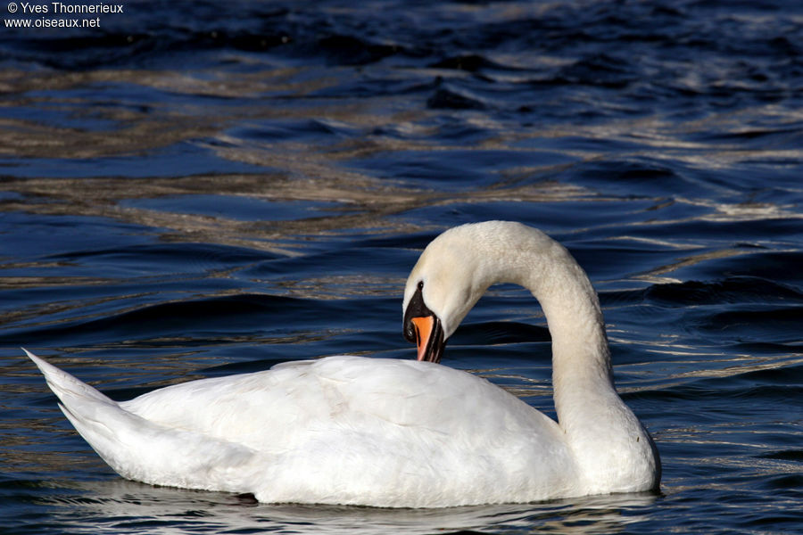 Cygne tuberculé