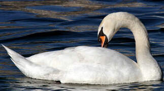 Mute Swan