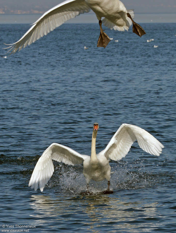 Mute Swan