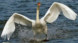 Cygne tuberculé