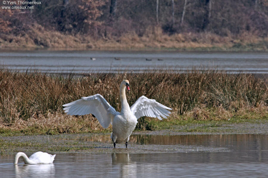 Cygne tuberculéadulte