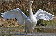 Cygne tuberculé