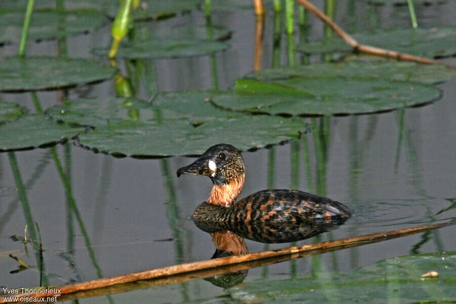 Dendrocygne à dos blancadulte, identification