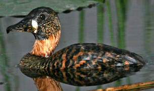 White-backed Duck