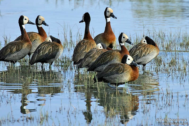 White-faced Whistling Duck