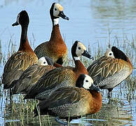 White-faced Whistling Duck