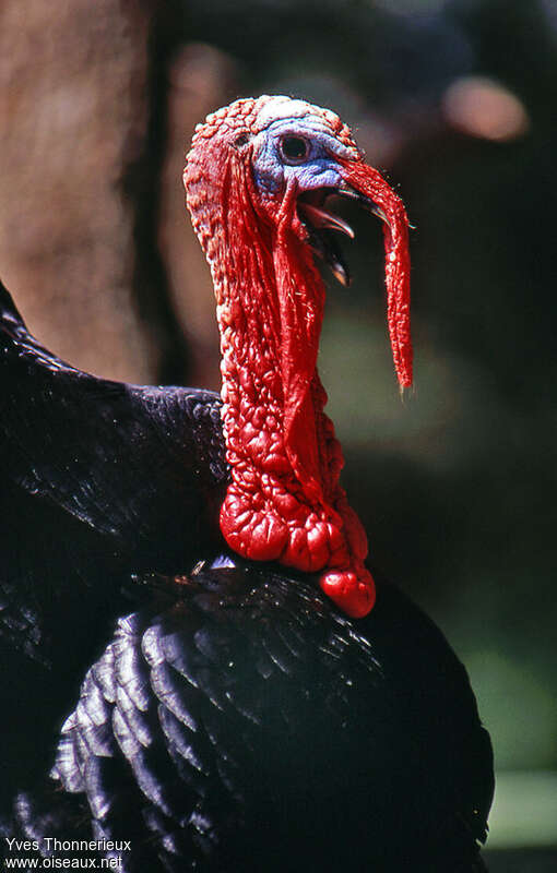 Wild Turkey male adult, close-up portrait