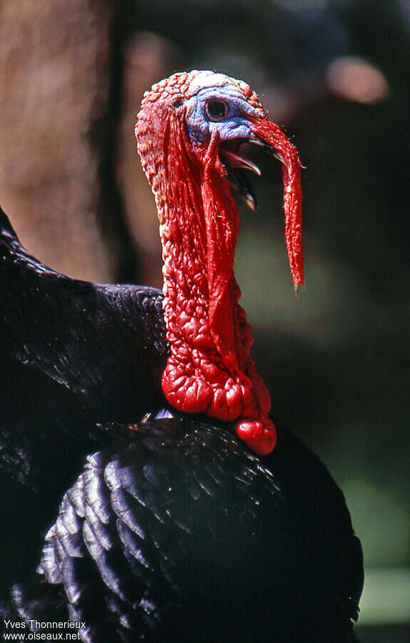 Wild Turkey male adult, close-up portrait