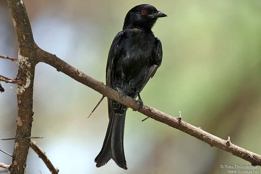 Fork-tailed Drongo