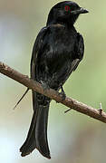 Fork-tailed Drongo