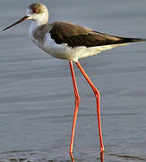 Black-winged Stilt