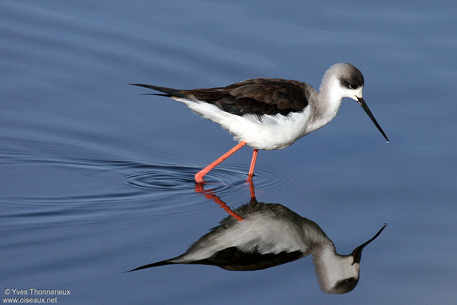 Black-winged Stilt