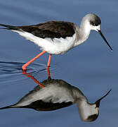 Black-winged Stilt