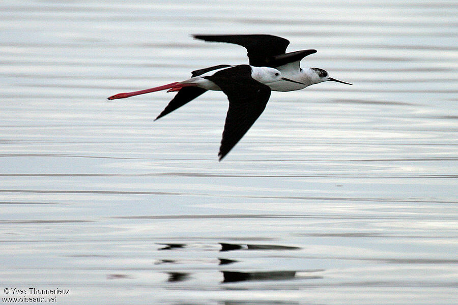 Black-winged Stilt