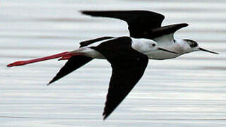 Black-winged Stilt