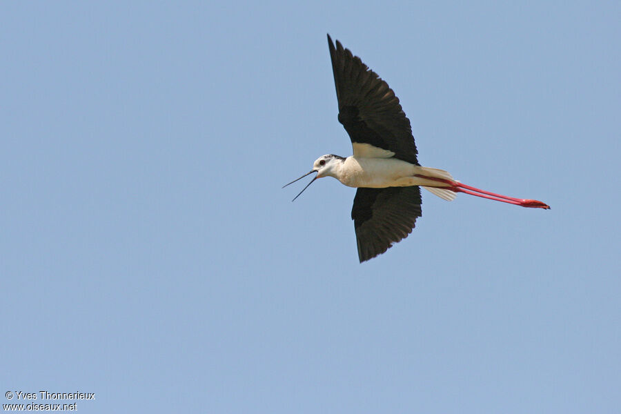 Échasse blancheadulte