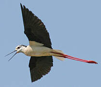 Black-winged Stilt