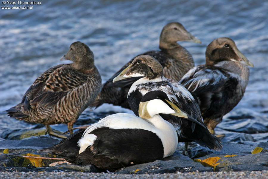 Common Eider 