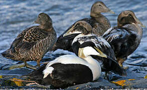 Eider à duvet