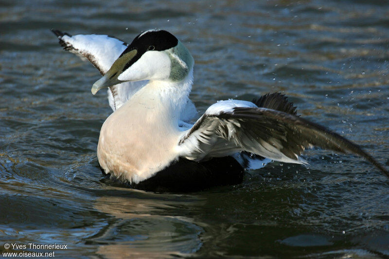 Eider à duvet