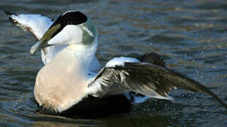 Common Eider