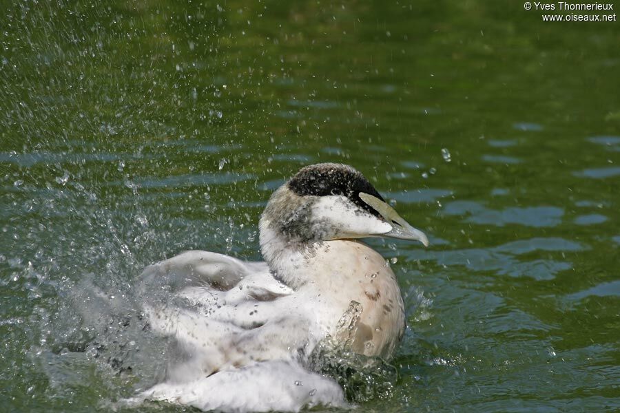 Eider à duvet