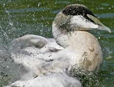 Common Eider