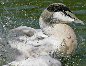 Eider à duvet