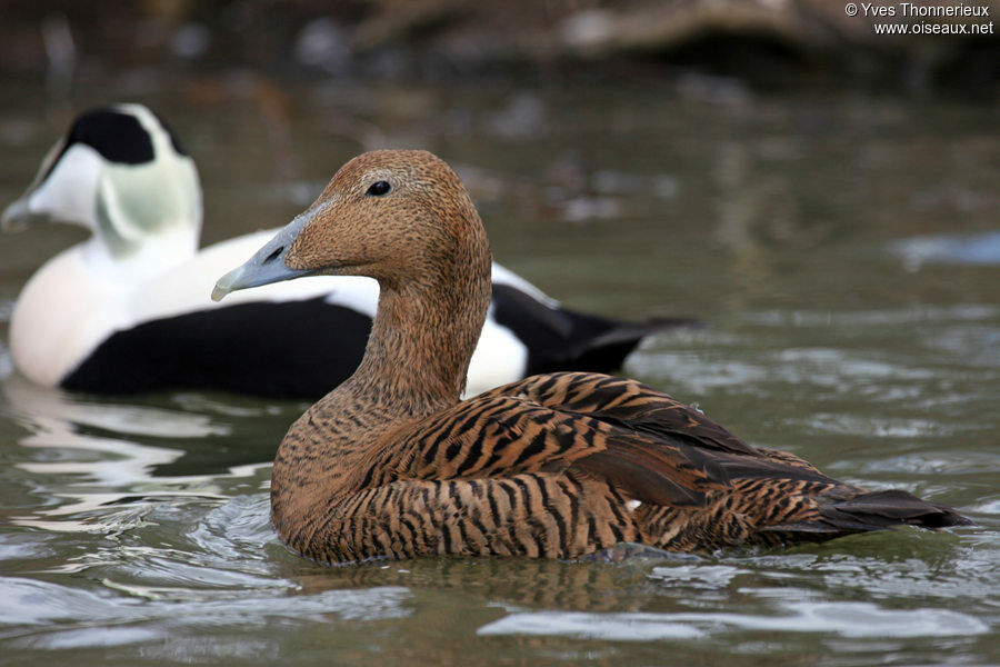 Common Eider 