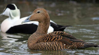 Eider à duvet