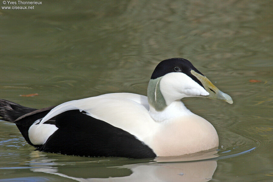 Common Eider male adult