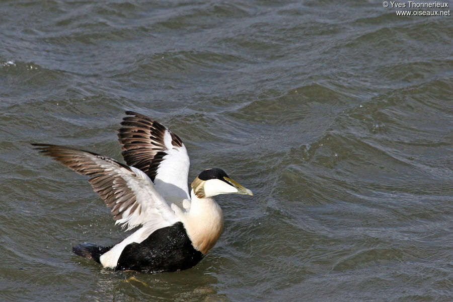 Eider à duvet mâle adulte