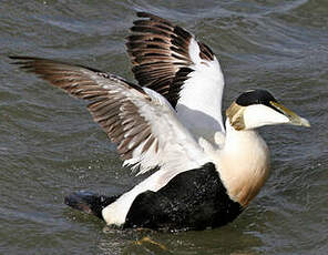 Eider à duvet