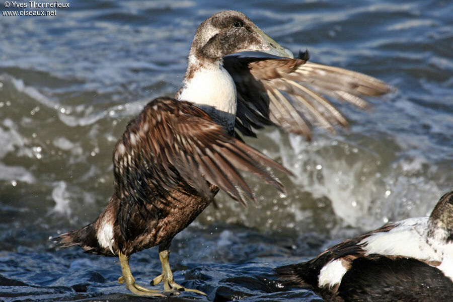 Eider à duvet mâle immature